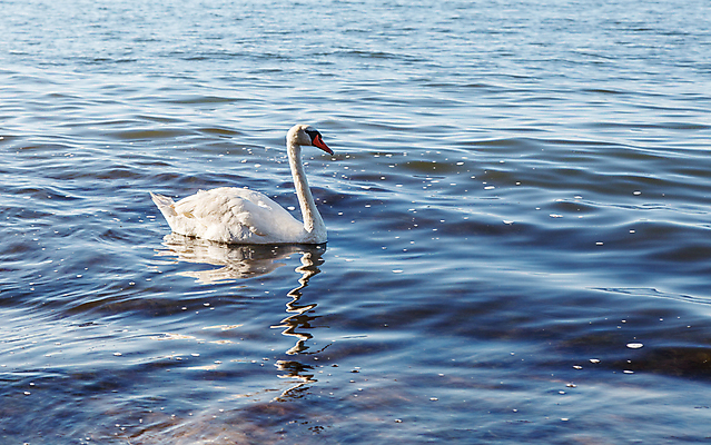포토 JPG 해외이미지 동물 유럽 야생동물 바다 백그라운드 날개 자연 조류 하늘 표면 사랑 풍경 성인 사람없음 야외 물 여름 파란색 반사 평화 수영 침묵 흰색 우아함 심볼 순수 깃털 부리 백조 장면 내추럴 단아함 동물상 해외포토 자연요소 계절 감정 나라 컬러 컨셉 사람 조형물 소리 수상스포츠 생태계 파일형식 이미지허브