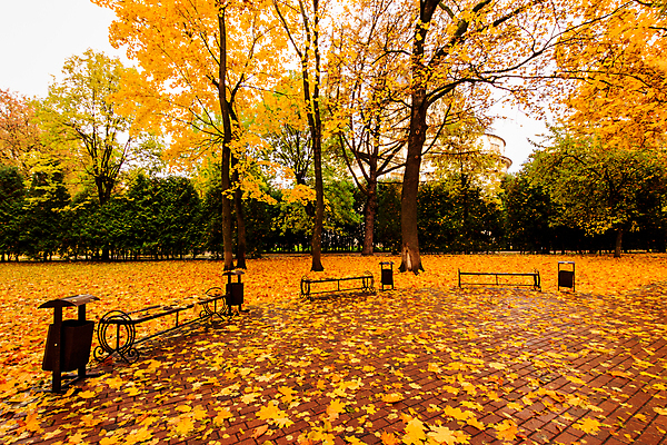 포토 JPG 해외이미지 주간 공원 단풍 낙엽 벤치 단풍나무 풍경 사람없음 야외 주황색 가을 해외포토 자연요소 나무 계절 공공시설 컬러 잎 의자 파일형식 이미지허브