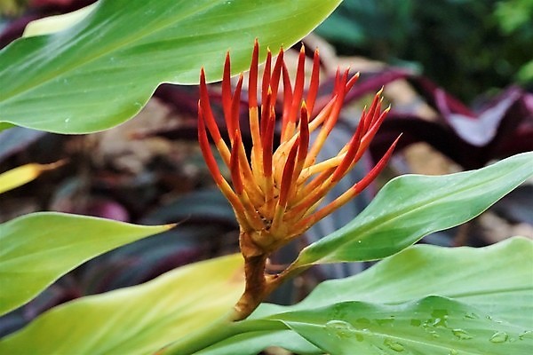 포토 JPG 해외이미지 식물 1 계절 공원 꽃잎 꽃 줄기 백그라운드 잎 꽃무늬 패턴 밭 오렌지 자연 날씨 발렌타인데이 선물 사람없음 야외 빨간색 초록색 컬러풀 갈색 노란색 정원 봄 튤립 벚꽃 흰색 신선 개화 큼 명상 싱글 원예 솜털 내추럴 땅바닥 앞머리 해외포토 헤어스타일 공공시설 컬러 무늬 농업 과일 데이이벤트 바닥 취미 크기 생태계 파일형식 이미지허브
