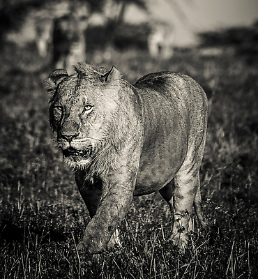 포토 JPG 해외이미지 주간 한마리 야생동물 흑백 사람없음 야외 아웃포커스 걷기 육식동물 숫사자 해외포토 자연요소 동물 1 모션 촬영기법 사자 수컷 파일형식 이미지허브