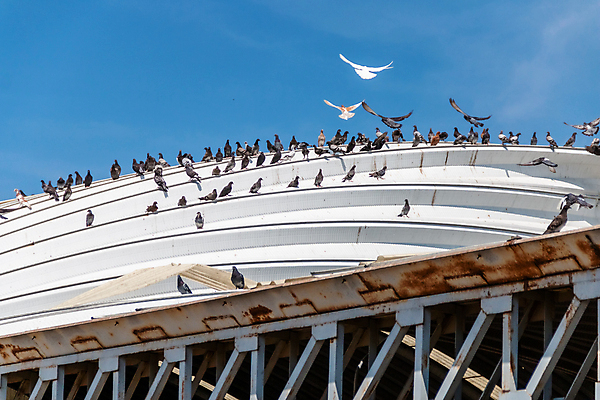포토 JPG 해외이미지 동물 아시아 분홍색 여행 곡선 오렌지 태국 자연 조류 하늘 종류 사람없음 야외 물 노란색 환경 검은색 동남아시아 흰색 악단 끝 큼 깃털 부리 물새 서식지 황새 해외포토 자연요소 나라 선 음악 컬러 과일 크기 생태계 파일형식 이미지허브
