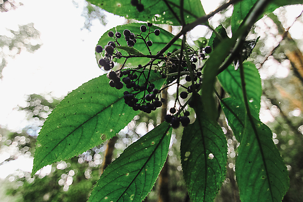 포토 JPG 해외이미지 식물 계절 꽃 여행 백그라운드 잎 태국 자연 아침 추상 휴가 산 풍경 사람없음 야외 초록색 여름 햇빛 태양 노란색 정원 검은색 봄 성장 벚꽃 흰색 신선 숲 내추럴 해외포토 주간 자연요소 아시아 컬러 무늬 생태계 파일형식 이미지허브