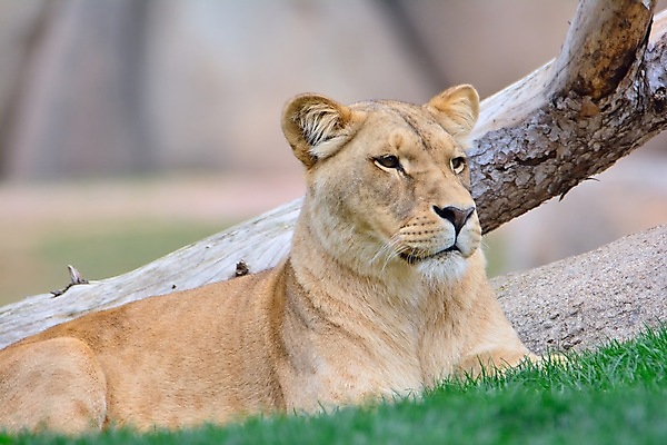 포토 JPG 해외이미지 동물 1 여유 야생동물 밭 포유류 사람없음 야외 가로 초록색 고양이 힘 닫기 위험 사자 큼 사파리 코 육식동물 갈기 육식 서식지 거짓말 심각 암사자 힘찬 해외포토 감정 컬러 컨셉 농업 모션 신체부위 반려동물 크기 암컷 파일형식 이미지허브