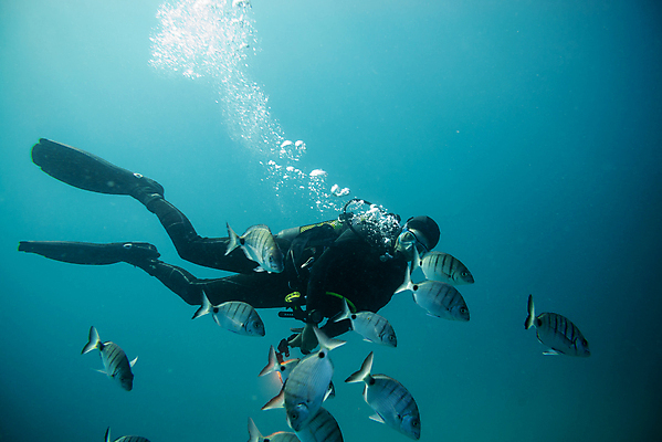 포토 JPG 해외이미지 전신 바다 어류 한명 성인 바닷속 수중 수영 잠수부 성인한명만 해외포토 1 사람 수중동물 수상스포츠 전문직 성인만 파일형식 이미지허브