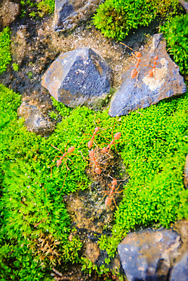 포토 JPG 해외이미지 나무 식물 공원 지구 벽 백그라운드 잎 패턴 자연 벽지 표면 추상 산 바닥 이끼 풍경 사람없음 초록색 물 여름 환경 흙 봄 젖음 촉촉함 가을 바위 신선 개울 습지 숲 작음 순수 묘사 질감 상록수 땅바닥 해외포토 자연요소 계절 공공시설 컬러 컨셉 무늬 강 돌_바위 크기 생태계 파일형식 이미지허브