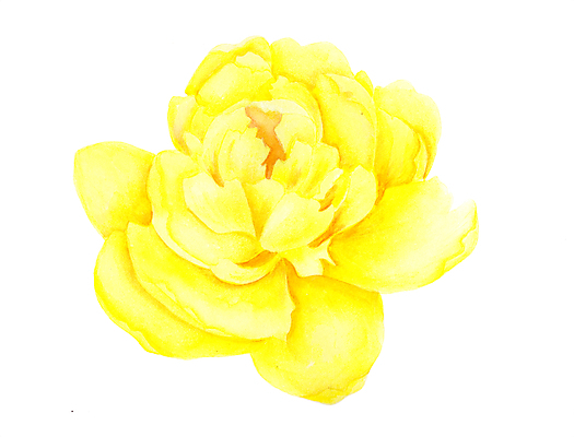 EPS 해외이미지 일러스트 사람없음 노란색 엘리먼트 작약 해외일러스트 꽃 컬러 파일형식 벡터 이미지허브