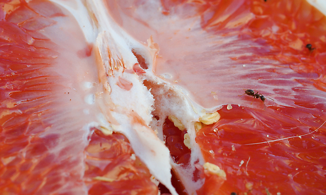 포토 JPG 해외이미지 동물 야생동물 음식 조각 곤충 백그라운드 오렌지 과일 자연 생물 귤 건강 사람없음 야외 빨간색 갈색 환경 신선 닫기 벌레 작음 유기농 날것 내추럴 기어가기 숙성 해외포토 웰빙 컬러 모션 크기 생태계 파일형식 이미지허브