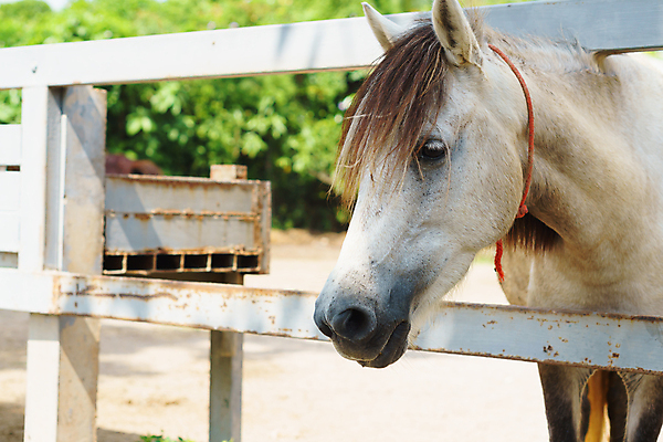 포토 JPG 해외이미지 동물 1 포유류 자연 사람없음 농장 갈색 머리 목장 흰색 시골 싱글 외양간 고립 해외포토 컬러 농업 신체부위 생태계 파일형식 이미지허브