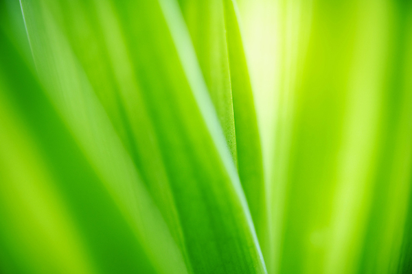 포토 JPG 해외이미지 나무 식물 계절 백그라운드 컨셉 잎 패턴 자연 벽지 추상 잔디 사람없음 초록색 빛 컬러풀 햇빛 태양 우주 환경 정원 맑음 봄 성장 신선 숲 질감 보케 부드러움 내추럴 블러 생태학 지구의날 카피스페이스 그리너리 효과 해외포토 자연요소 교육 기념일 컬러 무늬 날씨 공백 감각 생태계 파일형식 트랜드컬러 이미지허브