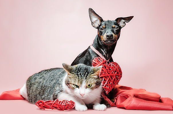 포토 JPG 해외이미지 동물 커플 응시 분홍색 백그라운드 휴가 털 함께함 발렌타인데이 사랑 사람없음 장식 빨간색 친구 반려동물 머리 고양이 우정 하트 닫기 개 강아지 불만 송곳니 거짓말 고립 기르기 불규칙 해외포토 모양 시선 감정 컬러 컨셉 포유류 관계 모션 데이이벤트 신체부위 치아 돌봄 파일형식 이미지허브