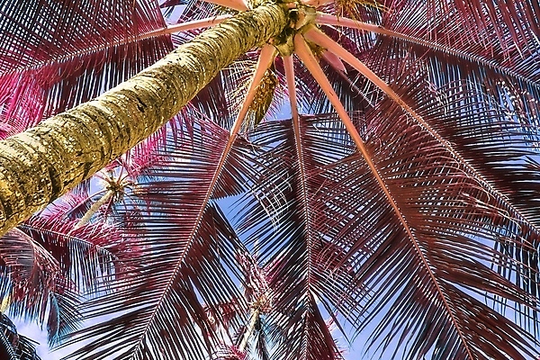 포토 JPG 해외이미지 분홍색 사람없음 야외 야자수 세이셸 야자수잎 해외포토 나무 컬러 잎 아프리카 파일형식 이미지허브