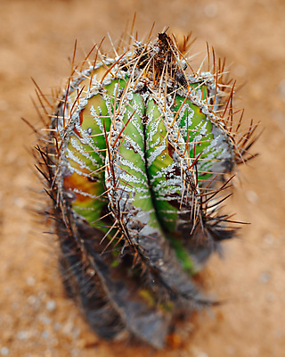 포토 JPG 해외이미지 식물 디자인 꽃 자연 추상 멕시코 선인장 건조 나선형 미술 사람없음 야외 가로 초록색 노란색 사막 뜨거움 가시 황무지 스페인 클래식 큼 날카로움 남쪽 내추럴 해외포토 유럽 컬러 컨셉 북아메리카 무늬 문화예술 크기 방향 생태계 파일형식 이미지허브