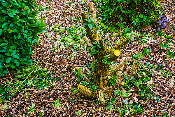 포토 JPG 해외이미지 식물 아시아 나비 잎 아프리카 새로움 종류 동양인 사람없음 장식 정원 미국 성장 나뭇가지 신선 개화 자르기 원예 라일락 유지 돌봄 이국적 해외포토 나무 꽃 나라 곤충 컨셉 북아메리카 모션 인종 취미 파일형식 이미지허브