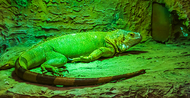 포토 JPG 해외이미지 동물 응시 여자 남자 얼굴 오렌지 파충류 동물원 종류 성인 사람없음 초록색 반려동물 컬러풀 머리 미국 활발 꼬리 도마뱀 이구아나 브라질 강렬 이국적 인기 해외포토 시선 컬러 컨셉 북아메리카 과일 사람 신체부위 남아메리카 파일형식 이미지허브