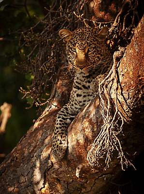 포토 JPG 해외이미지 주간 나무 한마리 응시 야생동물 사람없음 야외 눕기 나뭇가지 육식동물 표범 해외포토 자연요소 식물 동물 1 시선 포유류 모션 파일형식 이미지허브