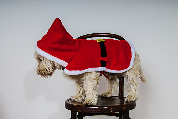 포토 JPG 해외이미지 동물 행복 크리스마스 털 따뜻함 사람없음 야외 빨간색 반려동물 코트 흰색 개 송곳니 해외포토 기념일 감정 컬러 포유류 외투 치아 파일형식 이미지허브