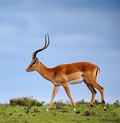 포토 JPG 해외이미지 주간 한마리 야생동물 하늘 초식동물 사람없음 야외 걷기 가젤 해외포토 자연요소 동물 1 모션 파일형식 이미지허브