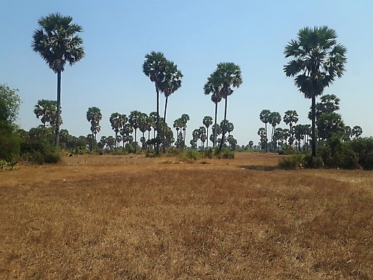 포토 JPG 해외이미지 나무 식물 구름 계절 실루엣 아시아 백그라운드 잎 농업 가족 자연 하늘 밥 아침 손바닥 동양인 풍경 사람없음 초록색 여름 농장 농경지 평화 환경 황혼 일몰 시골 설탕 캄보디아 지역 코코넛 멀리 밀짚 논밭 메콩강 인도차이나반도 파라다이스 해외포토 주간 자연요소 손 나라 산업 음식 컬러 컨셉 밭 과일 관계 논 촬영기법 인종 노을 짚 생태계 파일형식 이미지허브