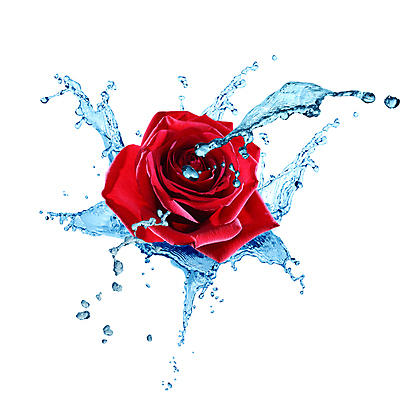 포토 JPG 해외이미지 식물 계절 꽃잎 꽃 백그라운드 컨셉 잎 패턴 자연 휴가 프레임 건강 사람없음 야외 물 여름 강 장미 환경 정원 봄 기쁨 자유 성장 벚꽃 개화 개울 닫기 떨어짐 만족 원예 질감 생태학 스플래쉬 해외포토 자연요소 교육 감정 무늬 모션 취미 생태계 파일형식 이미지허브