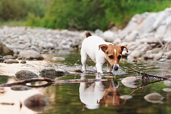 포토 JPG 해외이미지 동물 공원 행복 호수 포즈 자연 놀이 표면 털 사람없음 야외 초록색 물 여름 반려동물 강 갈색 걷기 젖음 탐험 흰색 개울 개 강아지 저녁 강가 작음 테리어 탐사 잭 송곳니 기어가기 기르기 해외포토 자연요소 계절 공공시설 감정 컬러 포유류 모션 치아 야간 크기 생태계 돌봄 파일형식 이미지허브