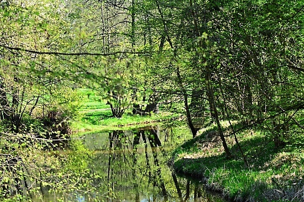 포토 JPG 해외이미지 나무 공원 자연 풍경 잔디 사람없음 야외 목재 초록색 물 여름 강 햇빛 평화 환경 맑음 숲 장면 체코 내추럴 보헤미아 해외포토 자연요소 식물 계절 공공시설 유럽 컬러 컨셉 재료 날씨 태양 생태계 파일형식 이미지허브