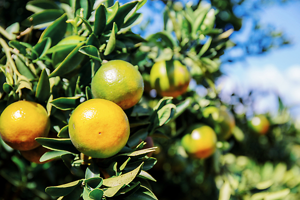 포토 JPG 해외이미지 나무 식물 공원 아시아 음식 백그라운드 잎 농업 오렌지 과일 태국 자연 하늘 귤 산 매달리기 건강 동양인 사람없음 야외 목재 초록색 햇빛 농장 정원 맑음 수확 성장 나뭇가지 시골 신선 달콤 과수원 대나무 언덕 유기농 날것 내추럴 숙성 해외포토 웰빙 공공시설 나라 산업 컬러 재료 모션 날씨 인종 태양 맛 생태계 파일형식 이미지허브