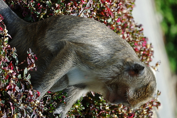 포토 JPG 해외이미지 나무 동물 응시 공원 아시아 얼굴 야생동물 음식 여행 포유류 가족 자연 털 동물원 앉기 동양인 사람없음 야외 초록색 갈색 회색 원숭이 표현 아기 숲 작음 먹기 꼬리 인도네시아 서식지 유인원 동물상 해외포토 식물 시선 공공시설 나라 컬러 관계 모션 사람 인종 신체부위 조형물 크기 생태계 파일형식 이미지허브