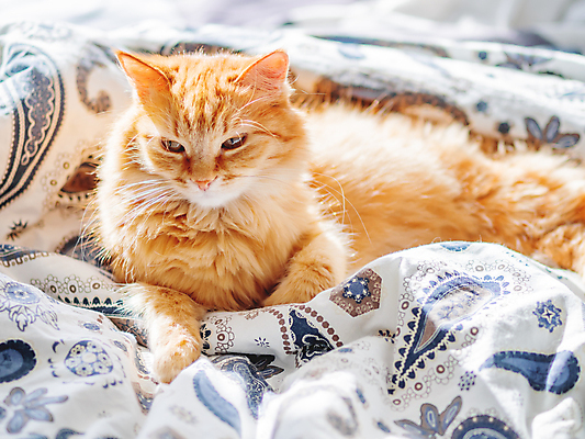 포토 JPG 해외이미지 한마리 휴식 실내 사람없음 반려동물 햇빛 고양이 이불 침대 낮잠 시트 반려묘 해외포토 동물 1 가구 컨셉 포유류 침구 내부 태양 잠 파일형식 이미지허브