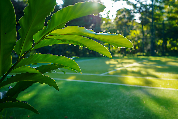 포토 JPG 해외이미지 나무 라이프스타일 계절 선 스포츠 백그라운드 컨셉 잎 밭 자연 놀이 하늘 건강 그림자 경기 잔디 취미 사람없음 야외 초록색 일출 환경 일몰 경쟁 경기장 봄 테니스 게임 나뭇가지 그물 강의 휴양지 세이셸 내추럴 땅바닥 법정 인공 토너먼트 카피스페이스 해외포토 식물 컬러 농업 스포츠시설 아프리카 바닥 생활 구기 노을 공백 장소 생태계 파일형식 이미지허브