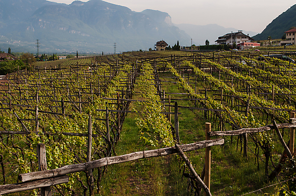 포토 JPG 해외이미지 호수 자연 포도 산 풍경 사람없음 와인 봄 이탈리아 4월 알프스 포도나무 해외포토 계절 유럽 과일 주류 날짜 과일나무 생태계 파일형식 이미지허브