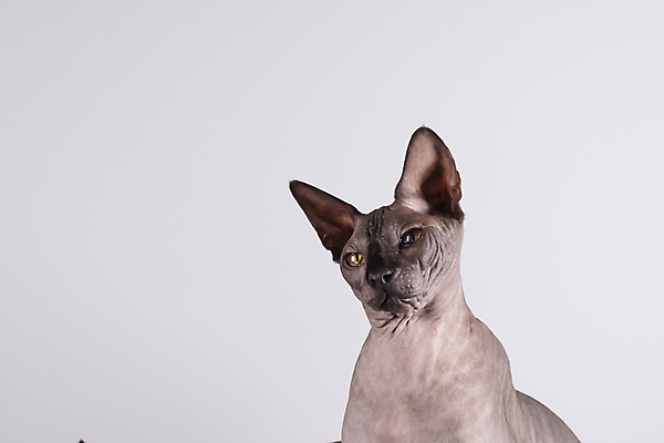 포토 JPG 해외이미지 한마리 응시 실내 사람없음 반려동물 귀여움 고양이 흰배경 스핑크스고양이 반려묘 해외포토 동물 1 시선 백그라운드 컨셉 포유류 내부 흰색 파일형식 이미지허브