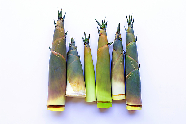 포토 JPG 해외이미지 백그라운드 사람없음 신선 흰배경 죽순 해외포토 흰색 파일형식 이미지허브