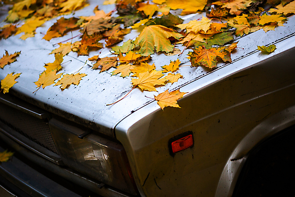 포토 JPG 해외이미지 나무 계절 백그라운드 단풍 잎 오렌지 창문 교통시설 자동차 자연 날씨 건조 사람없음 야외 빛 금속 손상 가을 죽음 우아함 닫기 떨어짐 은색 묘사 코 보닛 10월 내추럴 떠남 블러 썩음 옛날 자동 해외포토 식물 육상교통 컬러 교통 컨셉 과일 모션 재질 신체부위 날짜 시설 생태계 파일형식 이미지허브