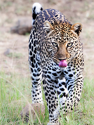 포토 JPG 해외이미지 주간 한마리 야생동물 사람없음 야외 아웃포커스 육식동물 메롱 표범 해외포토 자연요소 동물 1 포유류 모션 촬영기법 파일형식 이미지허브