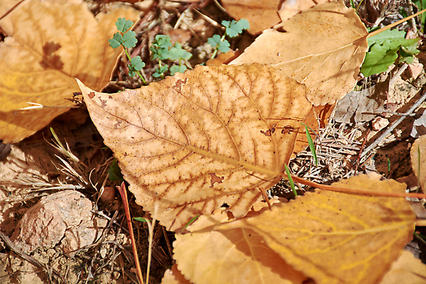포토 JPG 해외이미지 식물 계절 컨셉 잎 자연 추상 산 바닥 아이디어 건조 사람없음 야외 갈색 환경 카펫 촉촉함 슬픔 가을 시간 숲 심볼 생태계 질감 생물학 순환 부활 스위치 땅바닥 생태학 해외포토 교육 감정 컬러 무늬 모션 젖음 파일형식 이미지허브