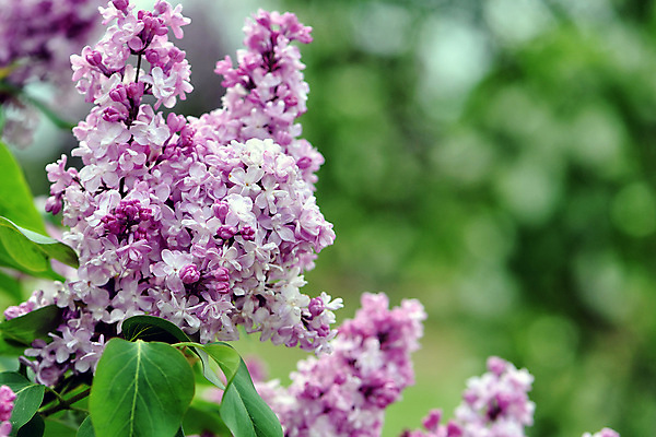포토 JPG 해외이미지 나무 식물 디자인 계절 꽃 분홍색 꽃다발 백그라운드 잎 꽃무늬 자연 사람없음 초록색 정원 보라색 봄 벚꽃 흰색 신선 개화 닫기 다발 제비꽃 질감 아로마 라일락 내추럴 해외포토 컬러 무늬 모션 생태계 파일형식 이미지허브