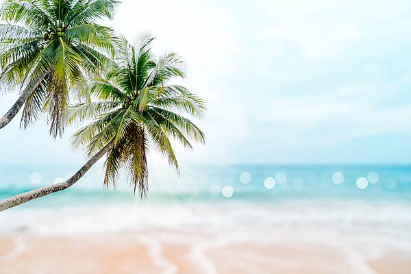 포토 JPG 해외이미지 주간 하늘 해변 사람없음 야외 아웃포커스 여름 야자수 여름풍경 해외포토 자연요소 나무 계절 바다 촬영기법 풍경 파일형식 여름_계절 이미지허브