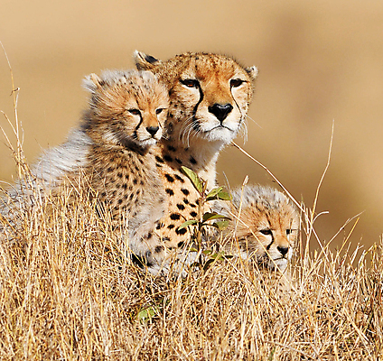 포토 JPG 해외이미지 주간 응시 야생동물 새끼 가족 세마리 사람없음 야외 아웃포커스 육식동물 치타 해외포토 자연요소 동물 시선 포유류 관계 촬영기법 3 파일형식 이미지허브