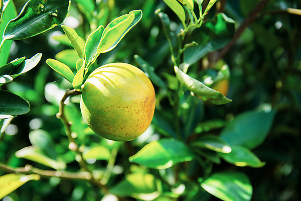 포토 JPG 해외이미지 나무 식물 공원 아시아 음식 백그라운드 잎 농업 오렌지 과일 태국 자연 하늘 귤 산 매달리기 건강 동양인 사람없음 야외 초록색 햇빛 농장 정원 맑음 수확 성장 나뭇가지 시골 신선 달콤 과수원 대나무 언덕 유기농 날것 내추럴 숙성 해외포토 웰빙 공공시설 나라 산업 컬러 모션 날씨 인종 태양 맛 생태계 파일형식 이미지허브