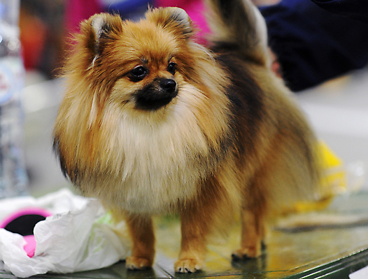 포토 JPG 해외이미지 사람없음 반려동물 새장 해외포토 동물 케이지 파일형식 이미지허브