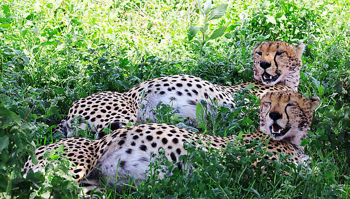 포토 JPG 해외이미지 주간 야생동물 두마리 사람없음 야외 눕기 육식동물 치타 해외포토 자연요소 동물 2 포유류 모션 파일형식 이미지허브