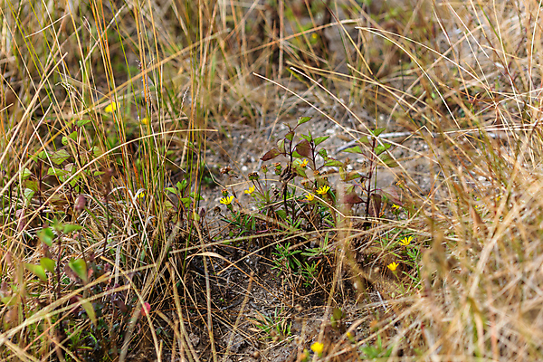 포토 JPG 해외이미지 공원 자국 태국 자연 사람없음 해외포토 공공시설 아시아 생태계 파일형식 이미지허브