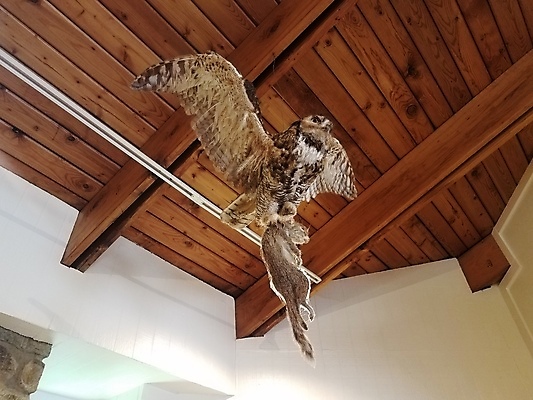 포토 JPG 해외이미지 동물 야생동물 날개 조류 매달리기 사람없음 견본 먹이 천장 사냥 다람쥐 폭식 발톱 해외포토 모션 발 설치류 파일형식 이미지허브