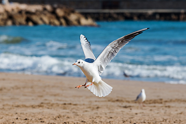 포토 JPG 해외이미지 동물 응시 호수 야생동물 바다 포즈 백그라운드 이동 겨울 날개 자연 갈매기 조류 서기 사람없음 야외 얼음 회색 추위 흰색 연못 닫기 깃털 부리 장면 내추럴 기간 진짜 흥미 생존 많음 해외포토 자연요소 시선 계절 컬러 컨셉 모션 생태계 파일형식 이미지허브