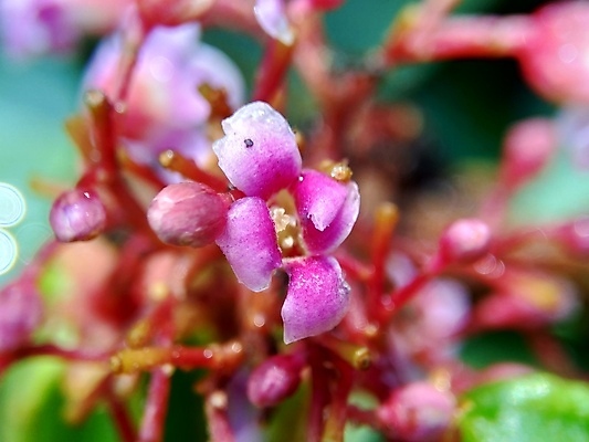 포토 JPG 해외이미지 나무 식물 꽃잎 꽃 별 음식 분홍색 백그라운드 잎 꽃무늬 농업 과일 자연 디저트 건강 사람없음 초록색 컬러풀 정원 보라색 봄 벚꽃 나뭇가지 신선 개화 달콤 소프트포커스 오브젝트 유기농 내추럴 이국적 채식주의자 해외포토 자연요소 웰빙 계절 산업 컬러 무늬 촬영기법 맛 생태계 채식 파일형식 이미지허브