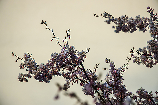 포토 JPG 해외이미지 나무 식물 계절 공원 꽃 백그라운드 자연 날씨 따뜻함 사람없음 야외 장식 정원 맑음 봄 작음 과수원 가득함 내추럴 해외포토 공공시설 농업 크기 생태계 파일형식 이미지허브