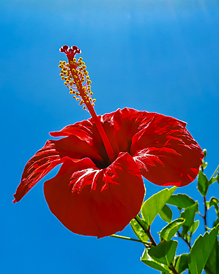 포토 JPG 해외이미지 주간 잎 자연 하늘 사람없음 야외 빨간색 파란색 히비스커스 해외포토 자연요소 식물 꽃 컬러 생태계 파일형식 이미지허브
