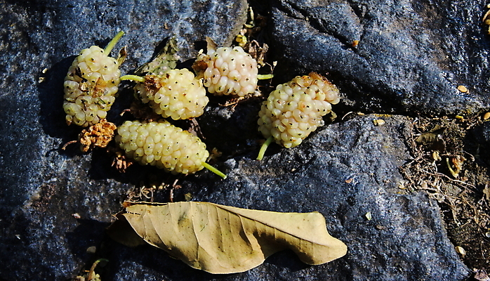 포토 JPG 해외이미지 열매 음식 백그라운드 잎 농업 과일 자연 건강 사람없음 파란색 어둠 수확 약재 흰색 신선 닫기 약초 다발 만취 포르투갈 오브젝트 유기농 날것 내추럴 숙성 식용 채식주의자 해외포토 식물 웰빙 유럽 산업 컬러 모션 약 풀_식물 생태계 채식 술취함 파일형식 이미지허브