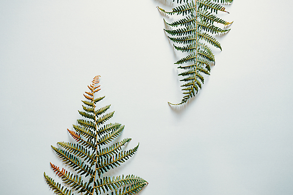 포토 JPG 해외이미지 백그라운드 잎 실내 사람없음 초록색 흰색 양치식물 미니멀 해외포토 식물 컬러 내부 파일형식 이미지허브