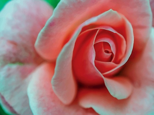 EPS 해외이미지 식물 1 기념일 꽃잎 꽃 줄기 분홍색 꽃다발 결혼 백그라운드 잎 꽃무늬 패턴 일러스트 자연 벽지 휴가 발렌타인데이 선물 사랑 장식 빨간색 초록색 여름 장미 정원 봄 벚꽃 흰색 축하 신선 다발 오브젝트 싱글 원예 열정 내추럴 고립 해외일러스트 계절 감정 컬러 컨셉 무늬 데이이벤트 이벤트 취미 생태계 파일형식 벡터 이미지허브